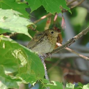 Common Redstart