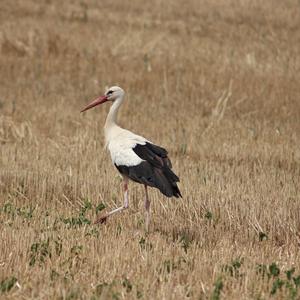 White Stork