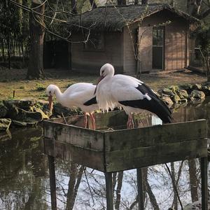 White Stork