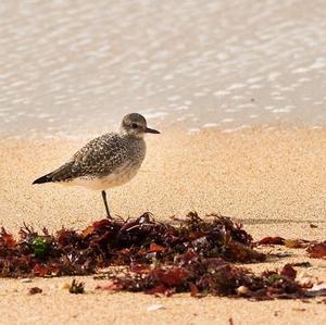 Grey Plover