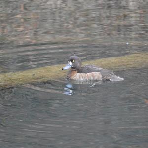 Tufted Duck