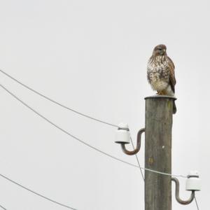 Common Buzzard