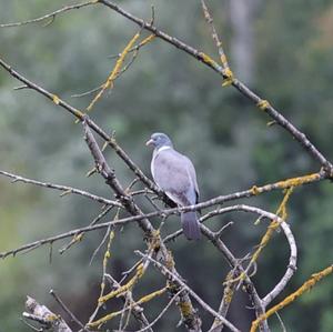 Common Wood-pigeon