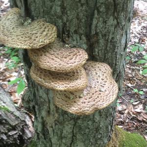 Dryad`s Saddle