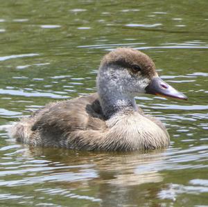 Red-crested Pochard