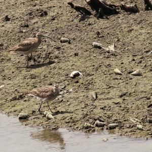 Whimbrel