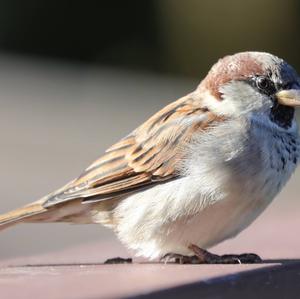 House Sparrow