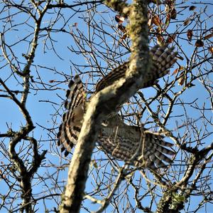 Cooper's Hawk