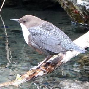 White-throated Dipper