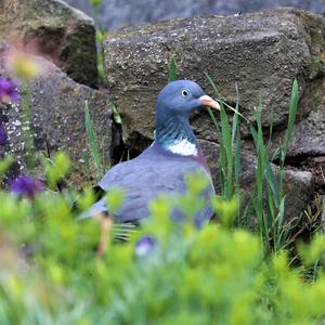 Common Wood-pigeon