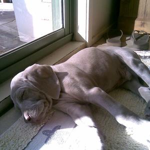 Weimaraner