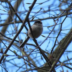 Long-tailed Tit