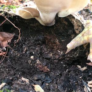 Black-footed Polypore