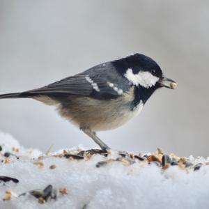 Coal Tit