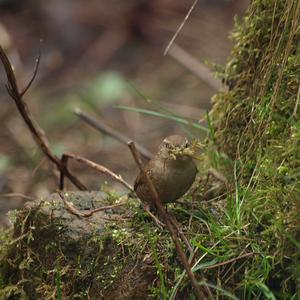 Winter Wren