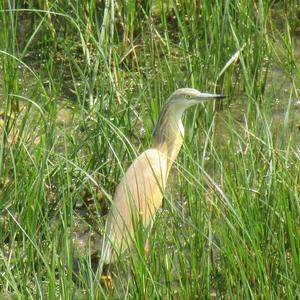 Squacco Heron