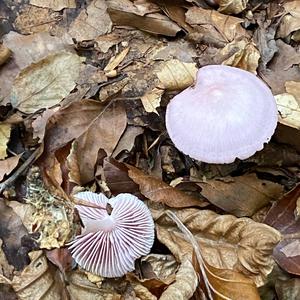 Pink Mycena