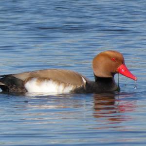 Red-crested Pochard