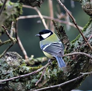 Great Tit