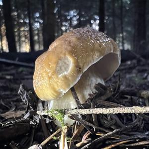 King Bolete