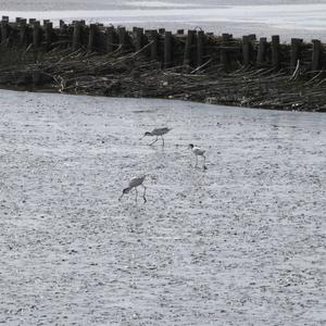 Pied Avocet