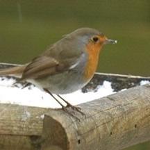 European Robin