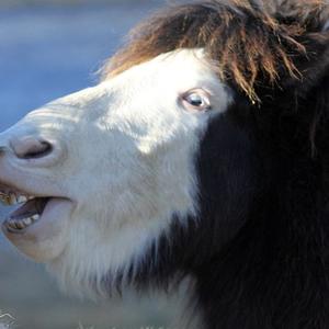 Sable Island Pony