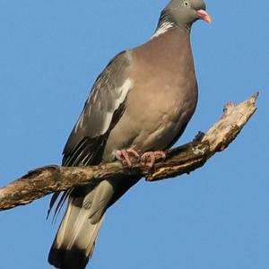 Common Wood-pigeon