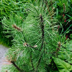 Black Pine (European)