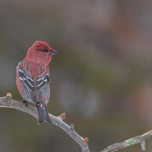 Pine Grosbeak