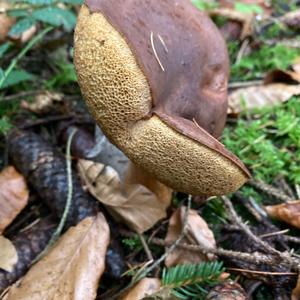 Bay Bolete