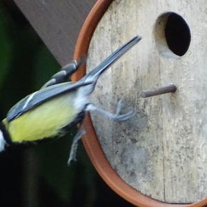 Great Tit