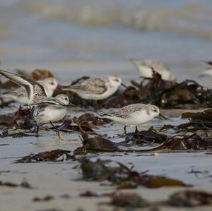 Sanderling