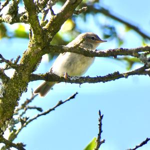 Common Chiffchaff