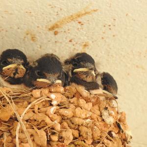 Barn Swallow