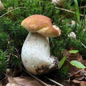 King Bolete