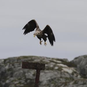 White-tailed Eagle