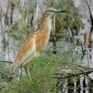 Squacco Heron