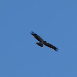 Booted Eagle