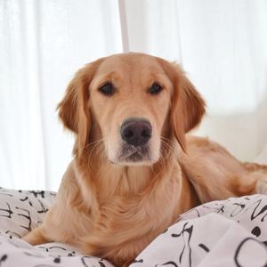 Retriever (Golden)