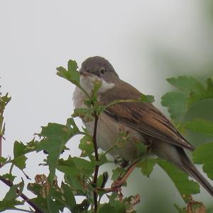 Common Whitethroat