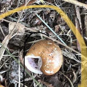 Unknown Species