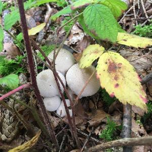 Pestle-shaped Puffball