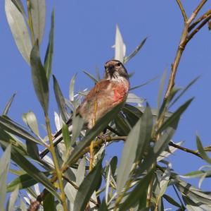 Eurasian Linnet