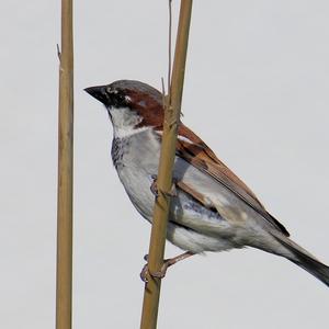 House Sparrow