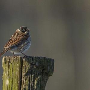 Reed Bunting