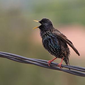 Common Starling