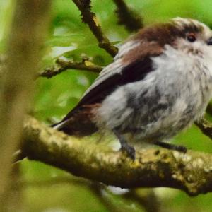 Long-tailed Tit