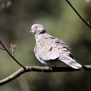 Eurasian Collared-dove