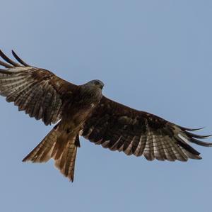 Red Kite